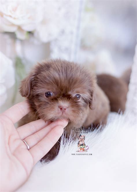 Imperial Shih Tzu Breeder Florida Teacup Puppies And Boutique