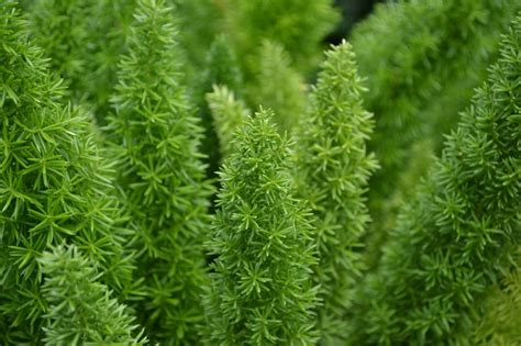 How much water do asparagus plants need? Say Hello to Summer with Tropical Plants - Merrifield ...