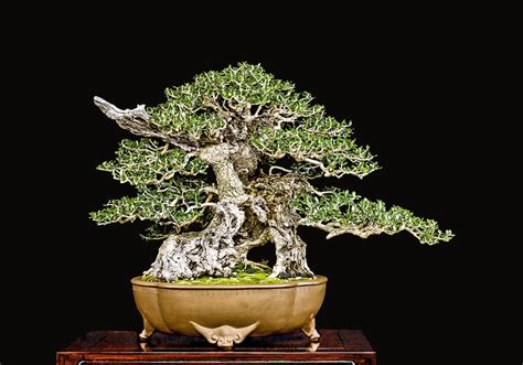 No mail order all bonsai are available in various stages of development. US Nationals; interview with William Valavanis - Bonsai Empire