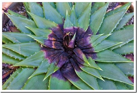 Still plenty of healthy(?) root left. Succulents and More: RIP, spiral aloe