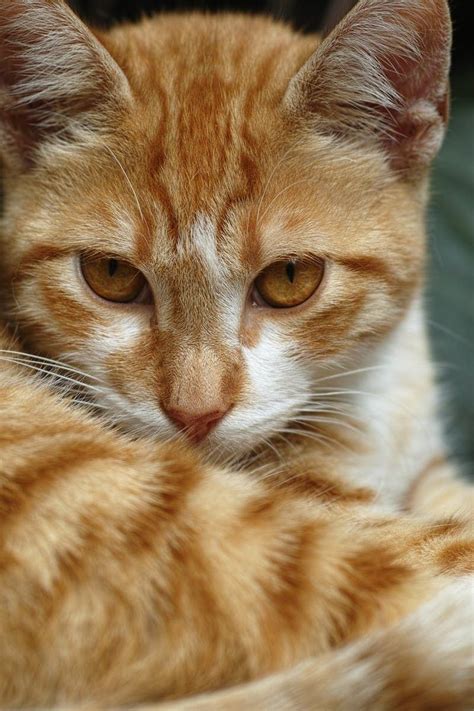 Types Of Orange Cats Swebgulu
