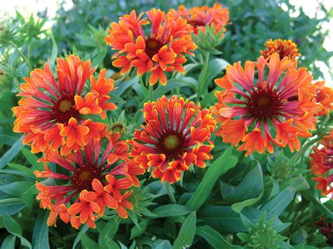 Flowers That Bloom All Summer Long List Of Perennial Flowers That