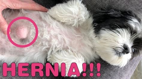 Shih Tzu Rescue Dog Has Umbilical Hernia Youtube