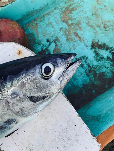 Mengenal Jenis Ikan Pelagis Dan Ikan Demersal Yang Jadi Primadona Regional