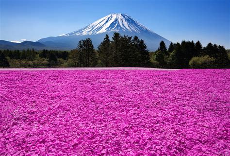 Japan Fuji Volcano Mountains Nature Flowers Field Meadow Wallpaper