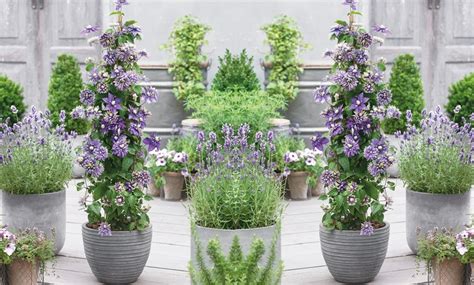 Emailwould you like to receive burncoose newsletters? Up To 58% Off Clematis Florida Taiga Plant | Groupon