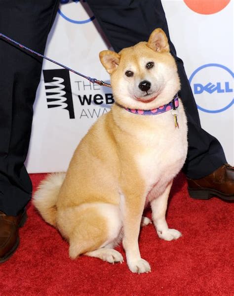 Is Doge Dead The Famous Meme Dog Was The Subject Of An April Fools Hoax
