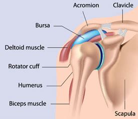 The shoulder anatomy includes the anterior deltoid, lateral deltoid, posterior deltoid, as well as the 4 rotator cuff muscles. Understanding Your Shoulder Injury - Sunnybrook Hospital
