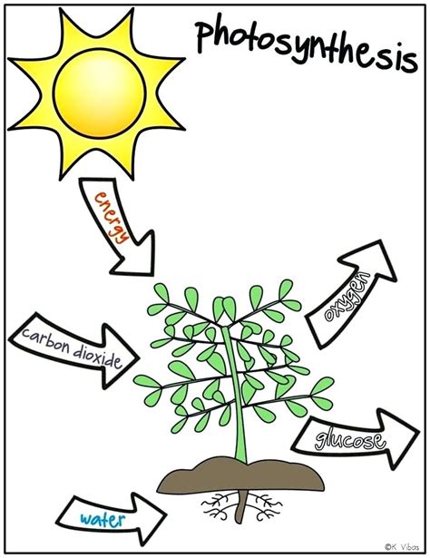 Photosynthesis Coloring Page At Free Printable