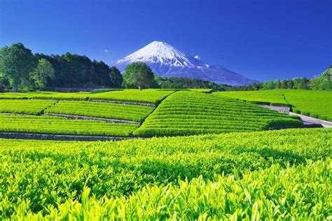 茶畑と富士山の絶景｜zekkei Japan