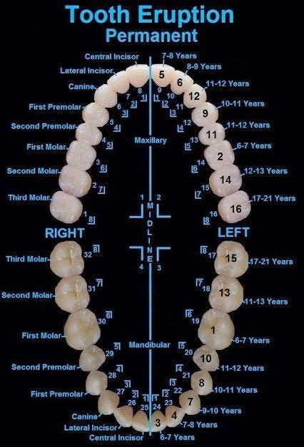 Dentaltown Tooth Eruption Chart For Permanent Teeth Dental Anatomy