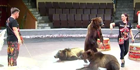 England Fans Walk Out Of Russian Circus In Disgust As Bears Forced To Dance Play Instruments