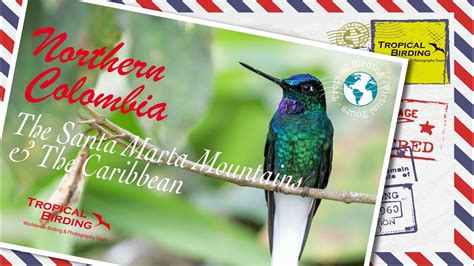 Tropical Birding Virtual Birding Tour Of Northern Colombia By Jose