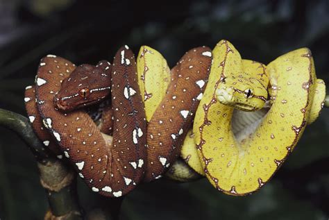 We did not find results for: Green Tree Python Juveniles Photograph by Gerry Ellis