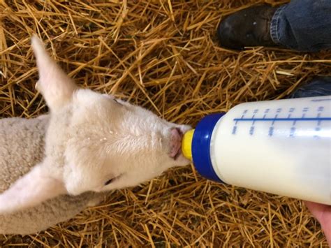Bottle Feeding Lambs Bloat Best Pictures And Decription Forwardsetcom