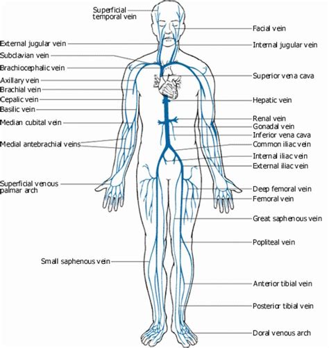 Worksheet Major Veins Of The Body Labeled