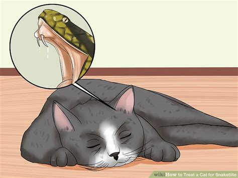 Cat bites (because these are. How to Treat a Cat for Snakebite: 15 Steps (with Pictures)