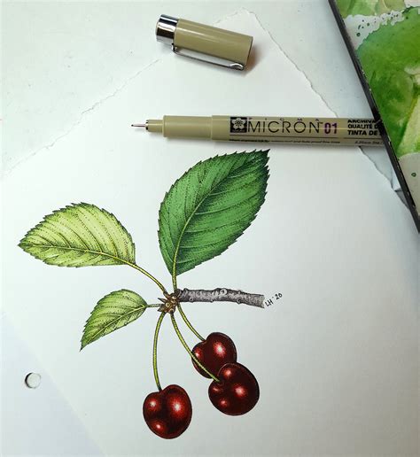 Cherry Pen And Ink Illustration With Micron Pigma Ink Pen And Colour