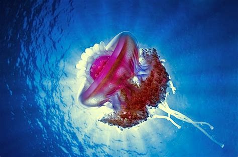 Crown Jellyfish The Reason Im Alive Pinterest