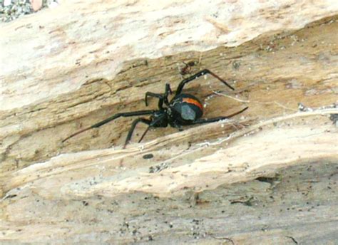The Worlds Most Dangerous Spiders Warning Graphic Images