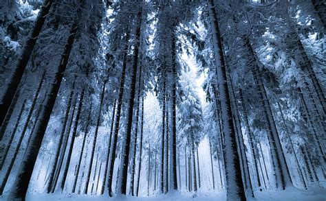 Discover More Than 85 Winter Forest Wallpaper 4k Best Noithatsivn