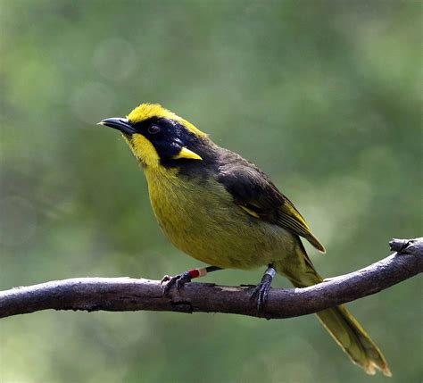 Victorias Bird Emblem Helmeted Honeyeater