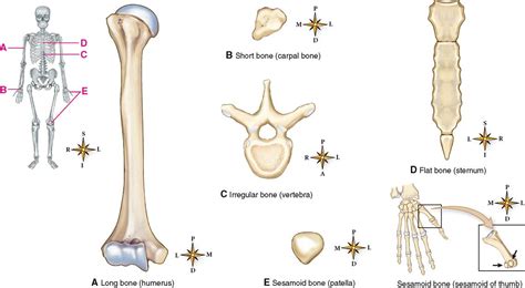 Skeletal Tissues Basicmedical Key