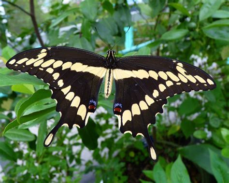 Giant Swallowtail Papilio Cresphontes Beautiful Butterflies Butterfly Butterfly Garden