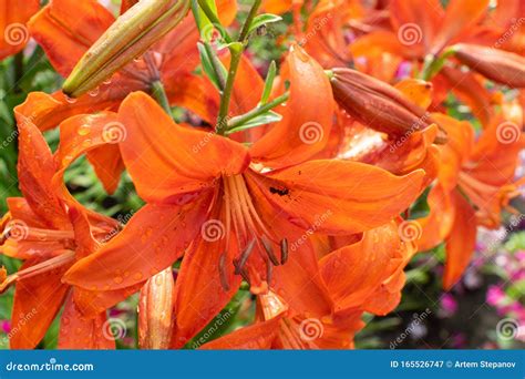 Macro Shot Of Beautiful Red Tiger Lily Flowers Or Lilly Blossoms Stock
