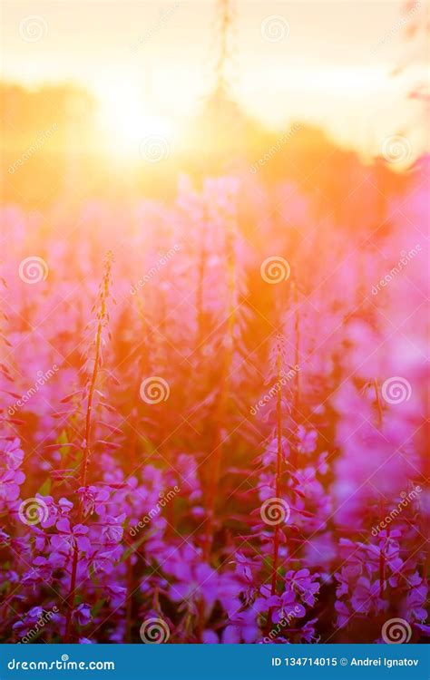 Pink Ivan Tea Or Epilobium Herbal Tea On Sunset Field Close Up