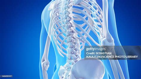 Skeletal Anatomy Of The Lower Back Illustration High Res Vector Graphic