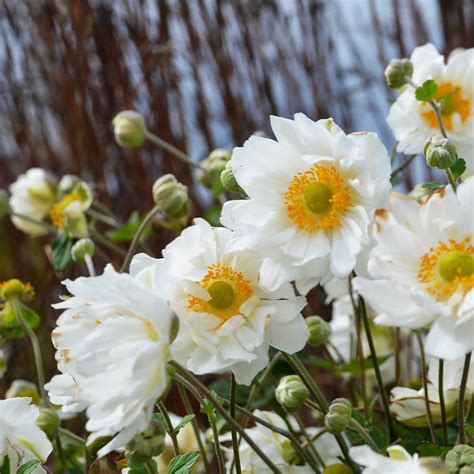 Check spelling or type a new query. Best Perennials for Fall | HGTV