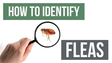 How To Identify Fleas Youtube