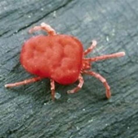Chiggers Total Relief Sting And Bite Treatment