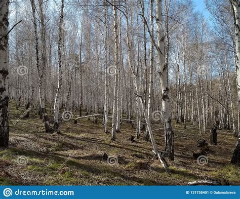 Siberian Forest Taiga Baikal Birch Forest Stock Image Image Of