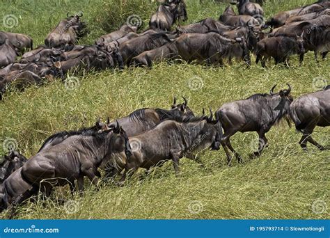 Blue Wildebeest Connochaetes Taurinus Herd Migrating Masai Mara Park