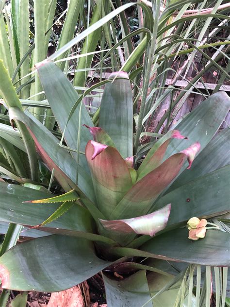 Alcantarea Imperialis Julieta Giant Bromeliad Etsy