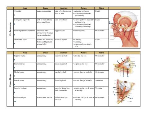 Muscular anatomy 101 a full set of drawn muscles with. Muscle chart