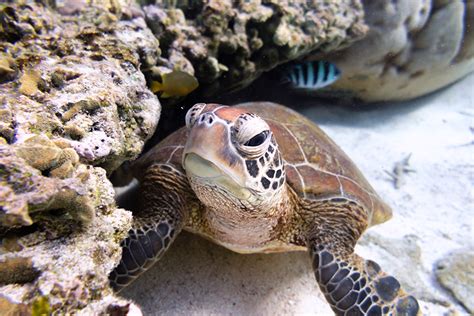 Tortugas Marinas Información Características Y Datos Que No Conocías