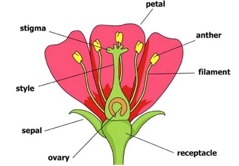 Sexual Reproduction In Plants Class 7 Reproduction In Plants Science