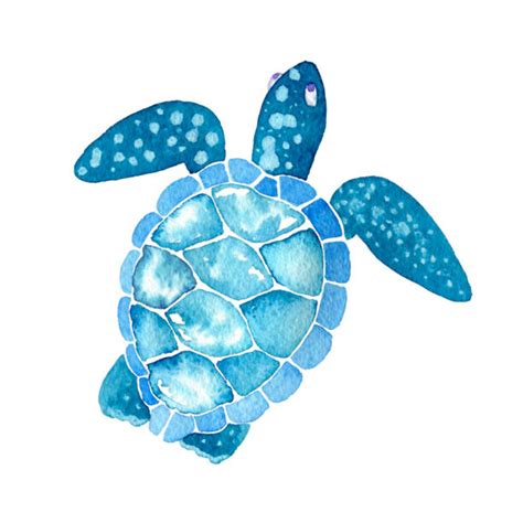 Download High Quality Turtle Clipart Blue Transparent Png Images Art