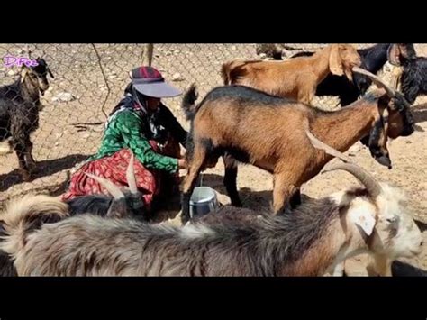 Village Life Milking Goats By Nomadic Women Youtube