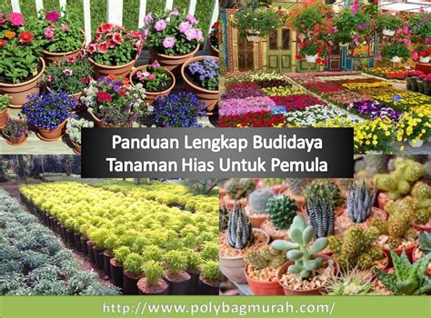 Panduan Lengkap Budidaya Tanaman Hias Untuk Pemula