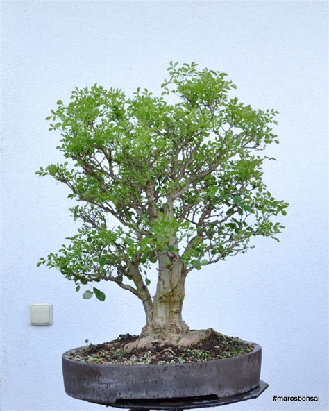 Maros Bonsai Blog FRAXINUS NO 2