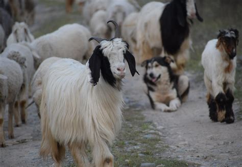 The Cost To Goats Behind Your Cashmere Sweater Farm Animals Topics