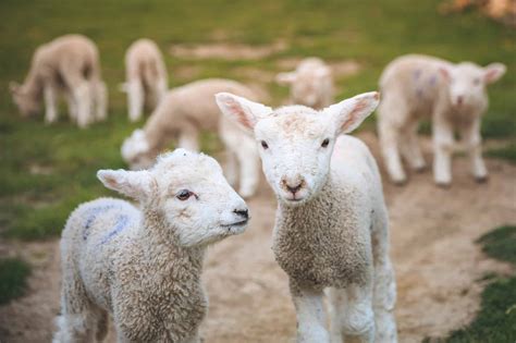 Newborn Lamb Health Ngahiwi Farms