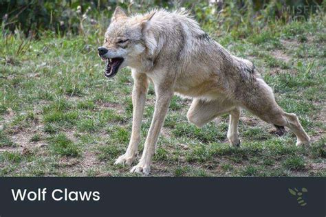 Wolf Claws What Are Wolves Claws Used For