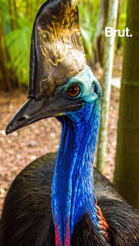 The Cassowary The 3rd Largest Bird In The World Brut