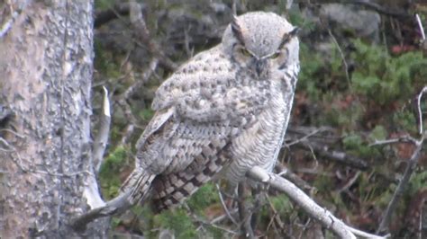 Great Horned Owl In Yellowstone Youtube