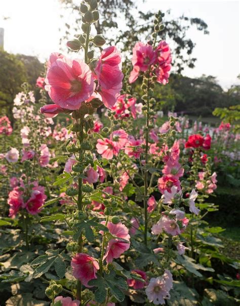 Close Up Group Of Pink Hollyhock Flowers With Sunlight Stock Image